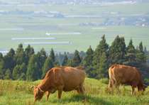 『　阿蘇の大自然、赤牛の放牧　』