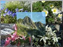 標高2612ｍ　千畳敷カールのお花畑は７月上旬からお楽しみいただけます。