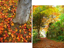 １１月になれば宿の周辺の遊歩道はステキな秋色に・・・