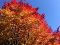 ■【晩秋：紅葉】息を飲むほど美しい晩秋の紅葉は、自然が作り出す芸術作品。イメージ