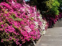 ■【春：ツツジ】例年GWの前後が見頃のツツジの花が垣根20メートルほど続きます。イメージ