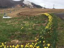 *周辺風景/四季によってさまざまな草花が岩原高原を彩ります。
