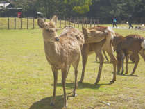 *奈良といえば鹿！当館は鹿のいる奈良公園に隣接しております