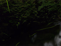 夏限定！蛍に出会える湿原ツアー。蛍の住む場所へ夜のお散歩。
