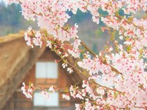 【春季】春は桜色に染まる合掌造り集落村内が華やかに染められていきます。