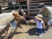 ポニーちゃんににんじんをあげよう