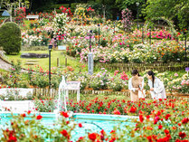 【花巻温泉バラ園】5月下旬から10月中旬まで6,000株のバラをはじめ、季節の花々が咲いています。