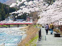 宿の前を流れる阿知川沿いの桜並木