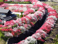 日本一の花桃の郷　例年4月下旬が見ごろとなります　（当館より車で約8km15分）