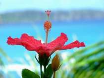 南国の花といえばハイビスカス沖縄をすぐイメージできますね！
