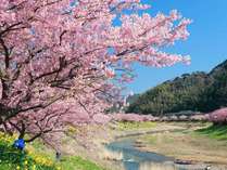 毎年2月～3月に行われるみなみの桜と菜の花祭り