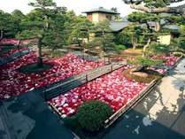 牡丹と高麗人参の里・日本庭園「由志園」