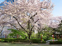 約20,000平米の敷地に約210本の桜が花開く春は日本庭園がもっとも美しい季節です。