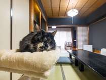 【じゃらん限定猫プラン】キャットタワーとおもちゃ付き広い和室でお部屋食！1部屋2匹まで