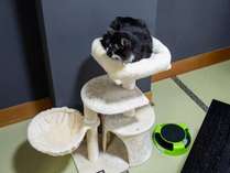 【じゃらん限定猫プラン】キャットタワーとおもちゃ付♪猫2匹までお部屋で一緒に宿泊できる温泉旅館