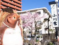 *【外観・看板】毎年2月の末頃には当館足湯・駐車場にて河津桜や梅の花が見事に咲きます。