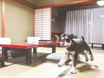 *【ワンちゃんと宿泊】お部屋では解放OKなので元気に歩いても大丈夫です。