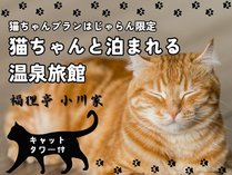 *【じゃらん限定】猫ちゃんと宿泊プラン・キャットタワー付