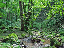 徒歩約２０分くらいでこんなにすばらしい渓谷があり、森林浴や川遊びができます。