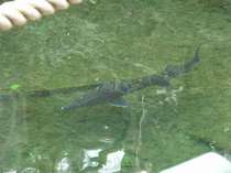 明神池に泳ぐチョウザメ