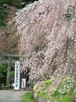 「タッコクのいわや」のしだれ桜の並木　樹齢400年以上　開花は4/25頃？