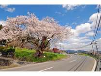 平泉の歴史と自然美を感じるエドヒガン桜　樹齢400年