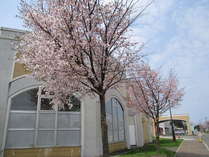 幽泉閣と桜