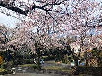 *[春の風景]当館目の前にある桜並木の街路樹。3月下旬の今がちょうど見頃の時期となります。