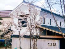 蔵の宿松屋の桜：4月1日現在は固いつぼみですが、来週末くらいには咲くでしょうか？第一駐車場の桜です。