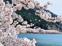 びわ湖岸を染める800本の桜並木　日本桜の名所百選「海津大崎の桜」
