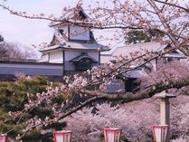 【桜】青々とした山々に囲まれた加賀温泉は、春の訪れとともに美しい風景が広がります。 写真