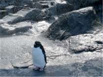 【旭山動物園】ペンギン