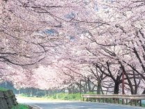 約600本のソメイヨシノが作る「桜のトンネル」。約4kmも続きます！