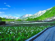 【初夏】水芭蕉咲く栂池自然園