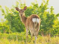 エルブルズでは、野生の鹿と逢えます。優しい瞳に癒されてください。