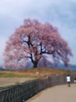 わに塚の桜は畑の中に１本だけの大きな桜の木です見頃は４月上旬から中頃です