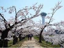 春の五稜郭～園内のソメイヨシノ見頃は、例年、4月下旬～5月中旬です！