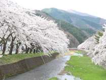 ■桜木町小川川沿い　お車で30分　※４月は桜並木が楽しめます。５月はこいのぼりが有名