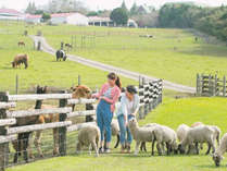 ＊【マザー牧場（イメージ）】羊やラマなどかわいい動物たちがいっぱい♪