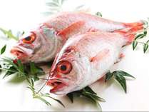 【のどぐろ/イメージ】日本海名産、「白身のトロ」とも言われ、脂がよくのる高級魚　由来は「のどが黒い」