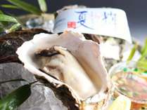 【鳥取港産天然岩牡蠣「夏輝」】殻の長さが13cm以上の高品質な岩牡蠣だけに「夏輝」の”ブランド帯”付