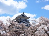 美しい桜と上山城のコラボ！春ならではの絶景です
