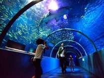【マリンパーク】泳いでいる魚を間近に見られるトンネルは迫力満点！