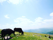 放牧された牛たちが織りなす牧歌的な風景が特徴、日本三大カルストのひとつ、『四国カルスト』
