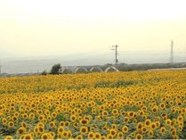 北杜市明野のひまわり畑（7月中旬～8月中旬　/　当館から車で約50分）