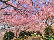 *【周辺観光】八百萬神之御殿（車で約37分）：ソメイヨシノ約８０００本の桜が咲きほこる姿は圧巻！ 写真