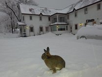 冬の外観とウサギの営業部長「酒蔵（Shukura♂)」