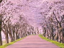 【桜】伊豆の桜の名所【桜のトンネル】で有名な【伊豆高原桜並木】はホテルから車で15分です。