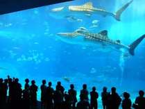 世界最大級！沖縄観光の人気スポット【美ら海水族館】へ。