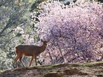 奈良公園　鹿と桜